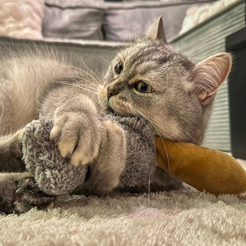 Spiel & Spaß für jede Katze